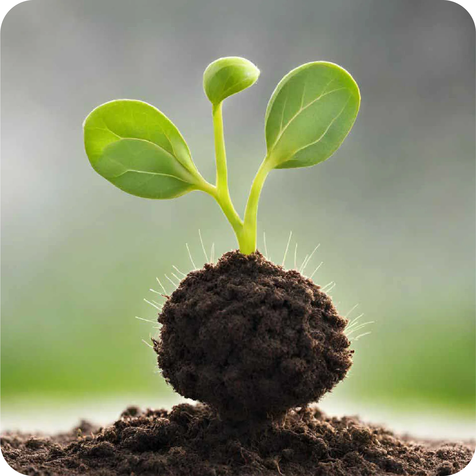 Seed Growth